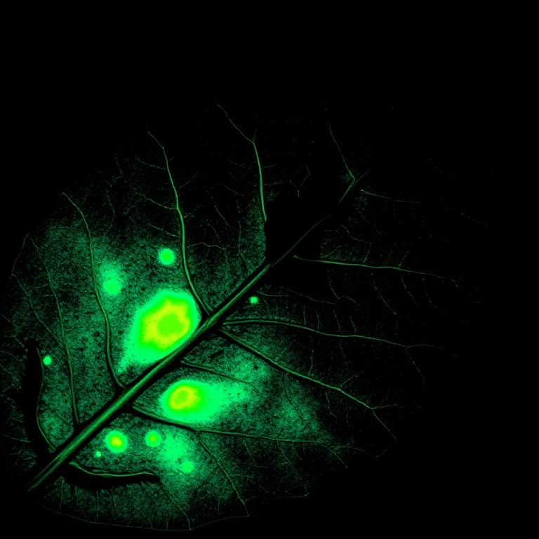 Grad-CAM heatmap